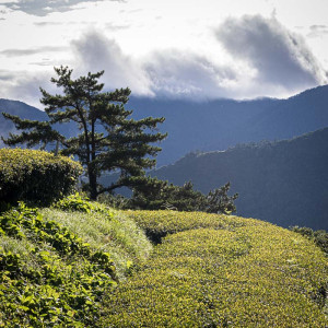 2024 Spring Qingxin Oolong...