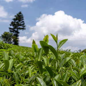 2025 Spring QingXin Oolong...
